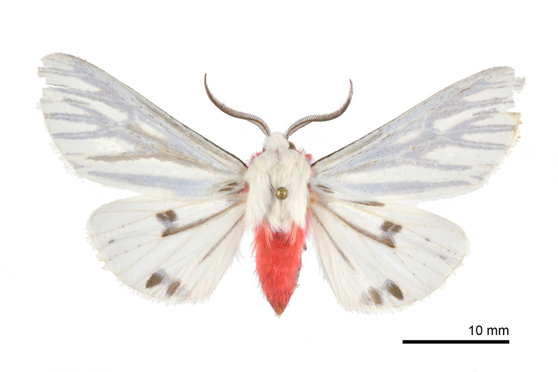 Argyarctia reikoae Male